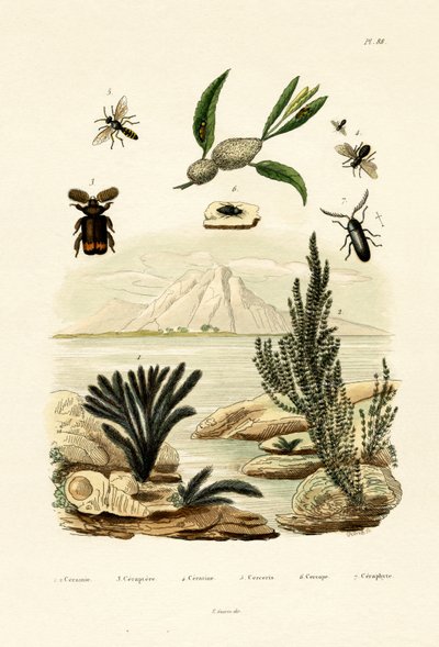 Geting, 1833-39 av French School