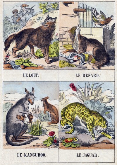 Varg; Räv; Känguru ; Jaguar. Gravyr i "Buffon Alphabet des Animaux". 3:e serien N 1. Avbildning av Epinal, Epinal, sent 1800-tal. 16 sidor. Mått: 28x21cm av French School