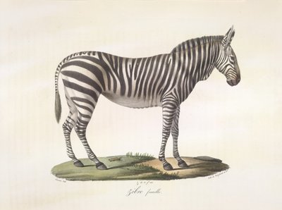 Kvinnlig zebra. Kvinnlig zebra, från Natural History of Mammals (färg litho) av French School