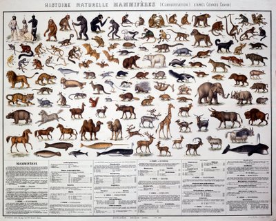 Zoologi: klassificering av däggdjur enligt den franske biologen Georges Cuvier (1769-1832). Naturhistoriska nämnden av French School