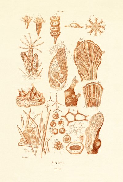 Zoophytes, 1833-39 av French School