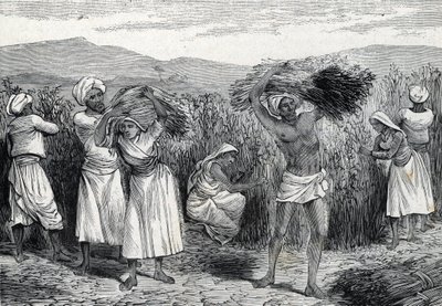 vanlig smilax eller sarsaparille eller grov bindweed skörd i Peru (gravyr) 1888 av French School
