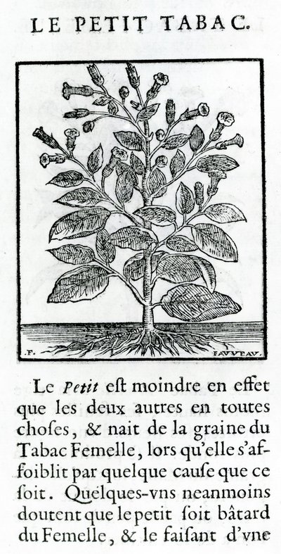 Den lilla tobaken, illustration från Discours du Tabac av Jean Le Royer de Prade, 1671 av French School