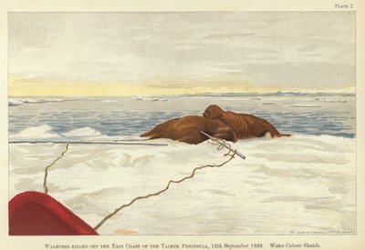 Valrossar dödades utanför Taimyrhalvöns östkust av Fridtjof Nansen