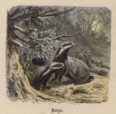 Grävling (färgad gravyr) av Friedrich Specht