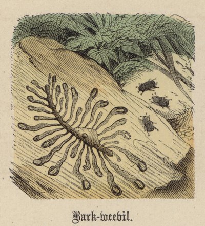 Bark-vivel (färgad gravyr) av Friedrich Specht