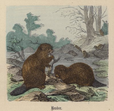 Bäver (färgad gravyr) av Friedrich Specht