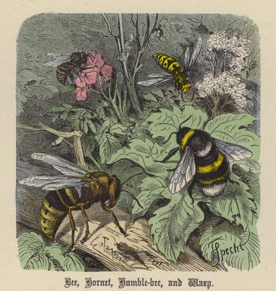 Bi, bålgeting, ödmjuk bi och geting (färgad gravyr) av Friedrich Specht