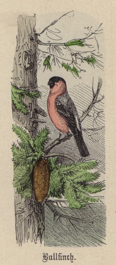 Domherre (färgad gravyr) av Friedrich Specht
