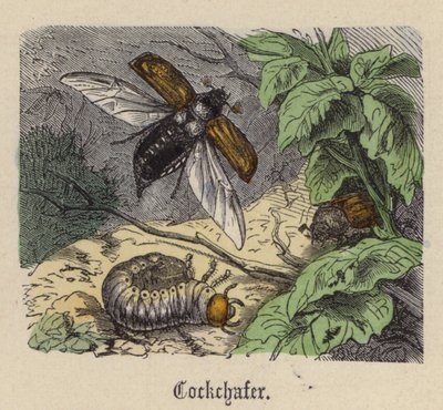 Cockchafer (färgad gravyr) av Friedrich Specht