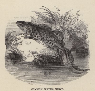 Vanlig vattensalamander (gravyr) av Friedrich Specht