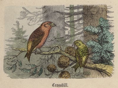 Korsnäbb (färgad gravyr) av Friedrich Specht