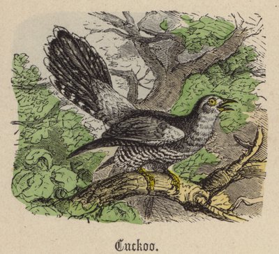 Gök (färgad gravyr) av Friedrich Specht