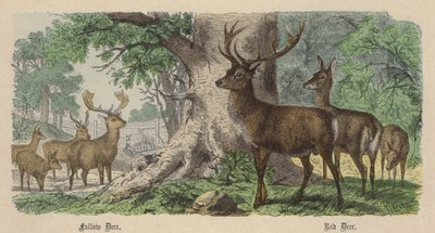 Dovhjort, kronhjort (färgad gravyr) av Friedrich Specht