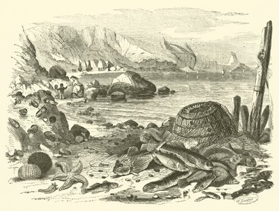 Fiske (gravyr) av Friedrich Specht