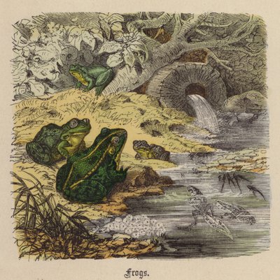 Grodor (färgad gravyr) av Friedrich Specht