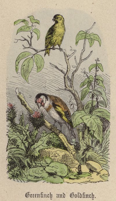 Grönfink och guldfink (färgad gravyr) av Friedrich Specht