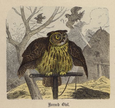 Hornuggla (färgad gravyr) av Friedrich Specht