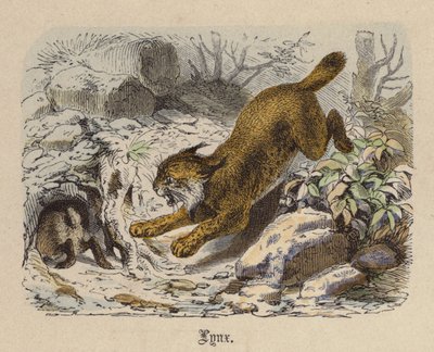 Lynx (färgad gravyr) av Friedrich Specht