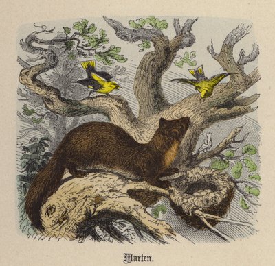 Mård (färgad gravyr) av Friedrich Specht