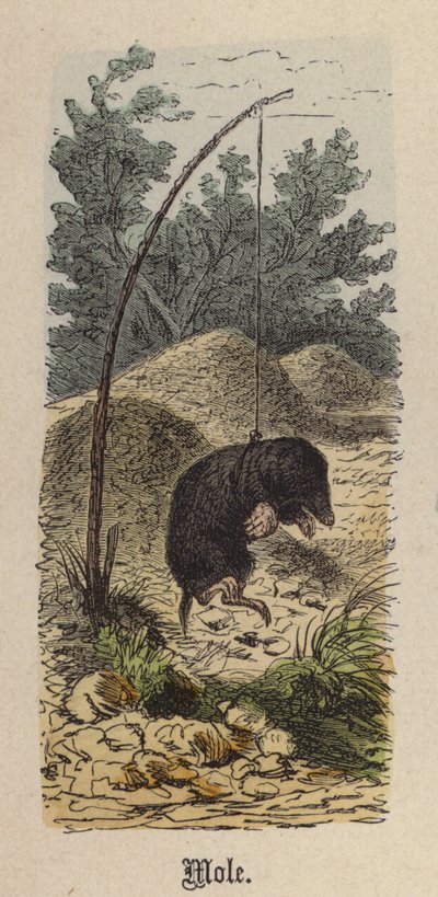 Mullvad (färgad gravyr) av Friedrich Specht