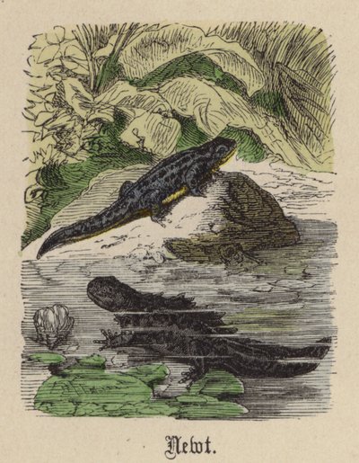 Newt (färgad gravyr) av Friedrich Specht