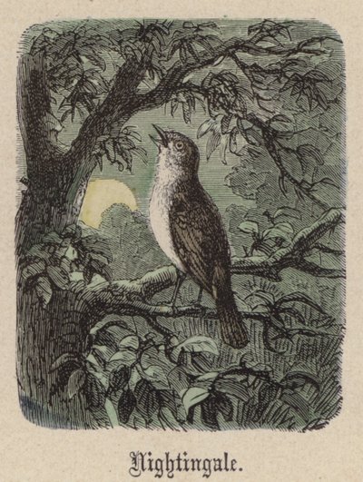 Nightingale (färgad gravyr) av Friedrich Specht