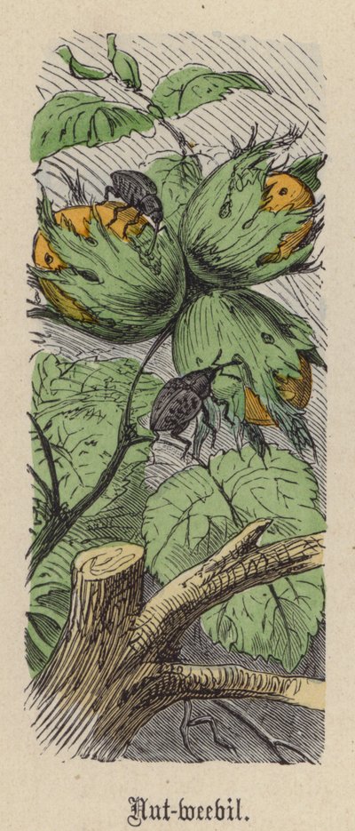 Nötvivel (färgad gravyr) av Friedrich Specht