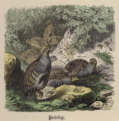 Rapphöna (färgad gravyr) av Friedrich Specht