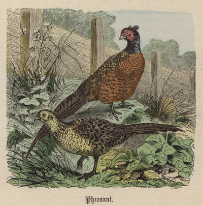 Fasan (färgad gravyr) av Friedrich Specht