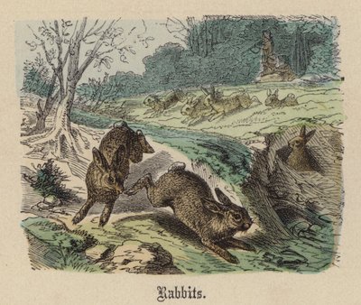 Kaniner (färgad gravyr) av Friedrich Specht