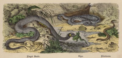 Ringad orm, huggorm, blindmask (färgad gravyr) av Friedrich Specht