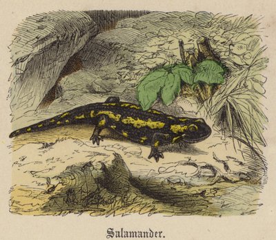 Salamander (färgad gravyr) av Friedrich Specht