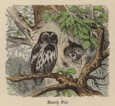 Screech Owl (färgad gravyr) av Friedrich Specht