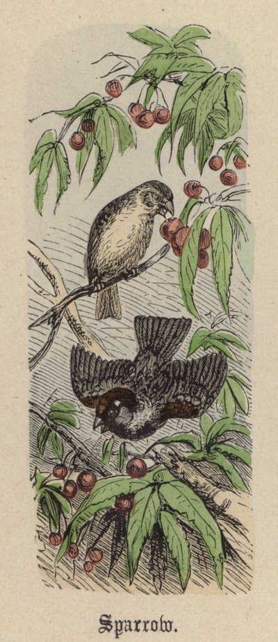 Sparrow (färgad gravyr) av Friedrich Specht