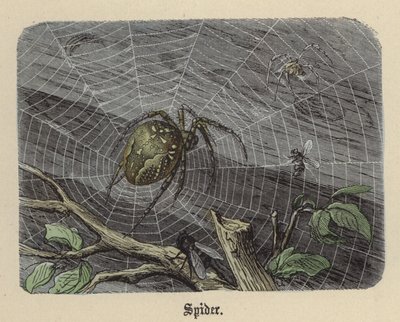 Spindel (färgad gravyr) av Friedrich Specht