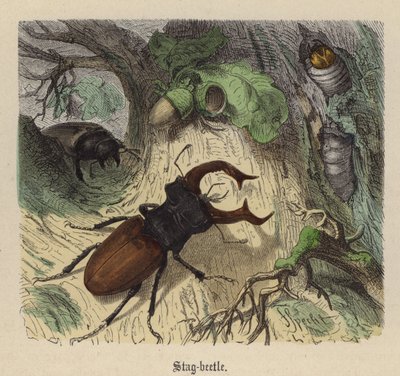 Stag-beetle (färgad gravyr) av Friedrich Specht