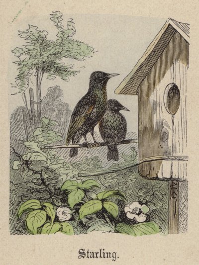 Stare (färgad gravyr) av Friedrich Specht