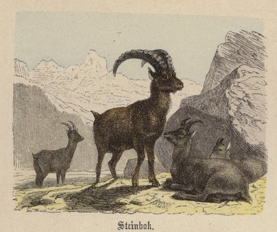 Steinbok (färgad gravyr) av Friedrich Specht