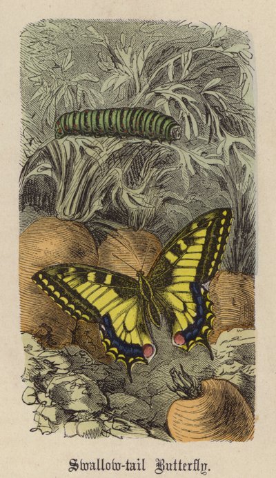 Svalstjärtsfjäril (färgad gravyr) av Friedrich Specht