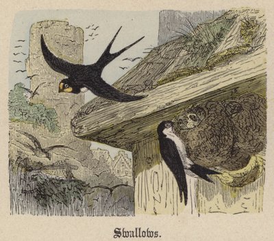 Svalor (färgad gravyr) av Friedrich Specht