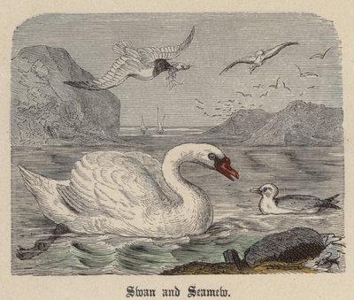 Swan and Seamew (färgad gravyr) av Friedrich Specht