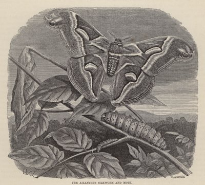 Ailanthus silkesmask och mal (gravyr) av Friedrich Specht