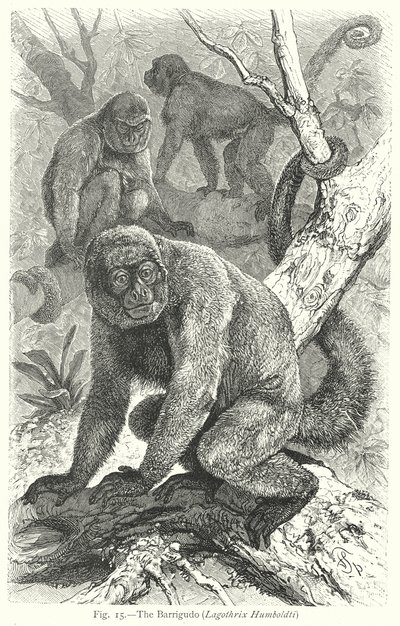 Barrigudo (Lagothrix Humboldti) (gravyr) av Friedrich Specht