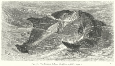 Den vanliga delfinen (Delphinus Delphis) (gravyr) av Friedrich Specht