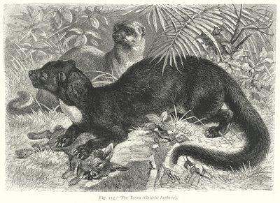 Tayra (Galictis Barbara) (gravyr) av Friedrich Specht