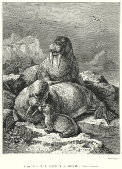  av Friedrich Specht