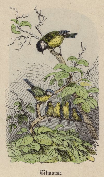 Mes (färgad gravyr) av Friedrich Specht