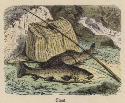 Öring (färgad gravyr) av Friedrich Specht