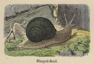 Vineyard-Snigel (färgad gravyr) av Friedrich Specht